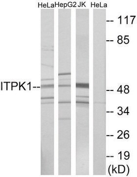 Anti-ITPK1 antibody produced in rabbit affinity isolated antibody