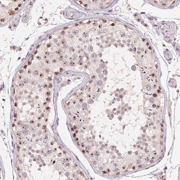 Anti-BATF2 antibody produced in rabbit Prestige Antibodies&#174; Powered by Atlas Antibodies, affinity isolated antibody, buffered aqueous glycerol solution