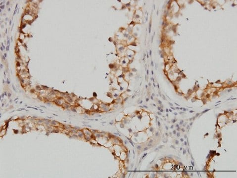 Monoclonal Anti-SDSL antibody produced in mouse clone M2, purified immunoglobulin, buffered aqueous solution