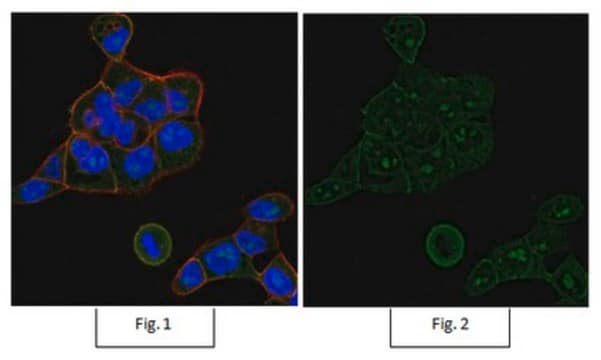 Anti-Rac1 Antibody, clone 23A8, Alexa Fluor&#8482; 488 Conjugate clone 23A8, from mouse, ALEXA FLUOR&#8482; 488