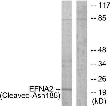 Anti-EFNA2 (Cleaved-Asn188), C-Terminal antibody produced in rabbit affinity isolated antibody