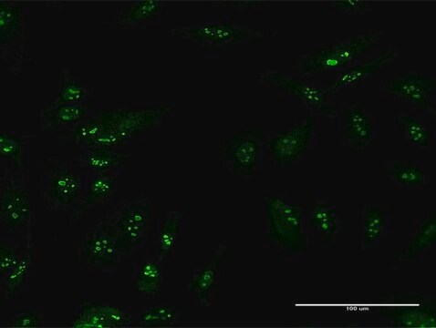 Anti-TSPYL6 antibody produced in mouse purified immunoglobulin, buffered aqueous solution