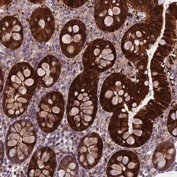 Anti-DCTN5 antibody produced in rabbit Prestige Antibodies&#174; Powered by Atlas Antibodies, affinity isolated antibody, buffered aqueous glycerol solution