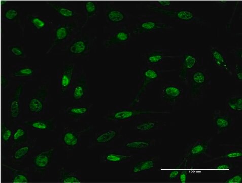 Monoclonal Anti-CDR2 antibody produced in mouse clone 4D2, purified immunoglobulin, buffered aqueous solution