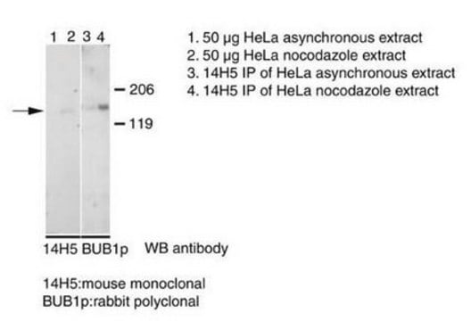 抗Bub1抗体、クローン14H5 clone 14H5, Chemicon&#174;, from mouse