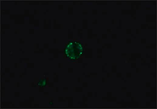 Anti-Dog IgG (whole molecule)–FITC antibody produced in rabbit affinity isolated antibody, buffered aqueous solution