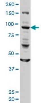 Monoclonal Anti-GOLGA1 antibody produced in mouse clone 6G3, purified immunoglobulin, buffered aqueous solution