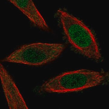 Anti-Nfat5 Antibody Produced In Rabbit Prestige Antibodies&#174; Powered by Atlas Antibodies, affinity isolated antibody, buffered aqueous glycerol solution