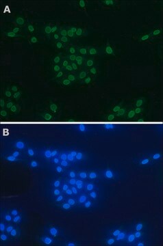 Anti-PRMT6 (SE-15) antibody produced in rabbit ~0.9&#160;mg/mL, affinity isolated antibody, buffered aqueous solution