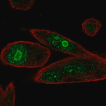 Anti-PHLDA1 antibody produced in rabbit Prestige Antibodies&#174; Powered by Atlas Antibodies, affinity isolated antibody