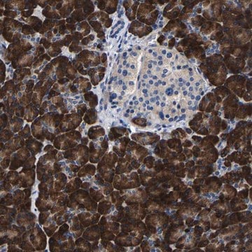 Anti-SLC12A2 antibody produced in rabbit Prestige Antibodies&#174; Powered by Atlas Antibodies, affinity isolated antibody, buffered aqueous glycerol solution