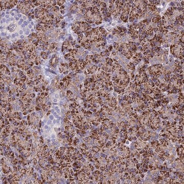 Anti-ALDH1L2 antibody produced in rabbit Prestige Antibodies&#174; Powered by Atlas Antibodies, affinity isolated antibody, buffered aqueous glycerol solution