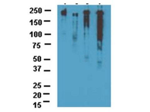 Anti-NOGO A Antibody Chemicon&#174;, from rabbit