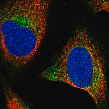 Anti-WNT2B antibody produced in rabbit Prestige Antibodies&#174; Powered by Atlas Antibodies, affinity isolated antibody