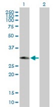 Anti-PHYHD1 antibody produced in mouse purified immunoglobulin, buffered aqueous solution