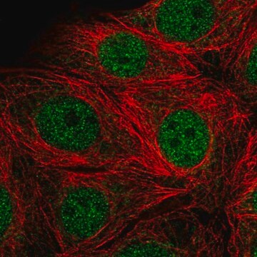 Anti-SMARCD2 antibody produced in rabbit Prestige Antibodies&#174; Powered by Atlas Antibodies, affinity isolated antibody