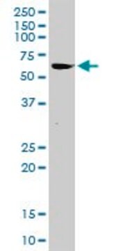 Anti-ZNF289 antibody produced in rabbit purified immunoglobulin, buffered aqueous solution