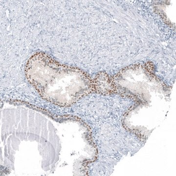 Anti-SP8 antibody produced in rabbit Prestige Antibodies&#174; Powered by Atlas Antibodies, affinity isolated antibody, buffered aqueous glycerol solution