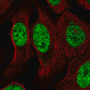 Anti-ZNF786 antibody produced in rabbit Prestige Antibodies&#174; Powered by Atlas Antibodies, affinity isolated antibody