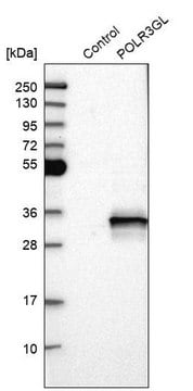 Anti-POLR3GL antibody produced in rabbit Prestige Antibodies&#174; Powered by Atlas Antibodies, affinity isolated antibody, buffered aqueous glycerol solution