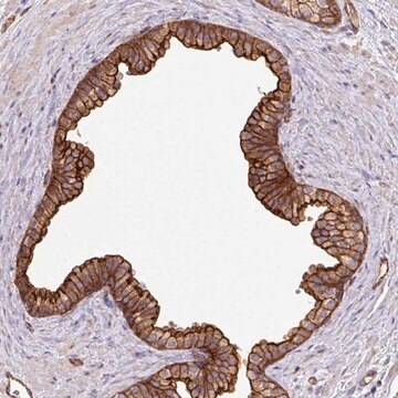 Anti-LRRC53 antibody produced in rabbit Prestige Antibodies&#174; Powered by Atlas Antibodies, affinity isolated antibody, buffered aqueous glycerol solution