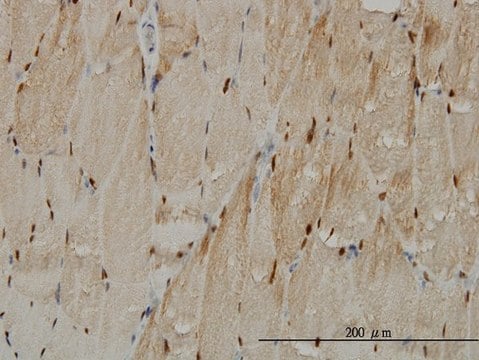 Monoclonal Anti-TTN antibody produced in mouse clone 2B3, purified immunoglobulin, buffered aqueous solution