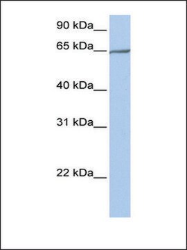 Anti-PCDHA4 (AB2) antibody produced in rabbit affinity isolated antibody