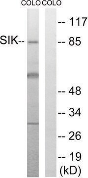 Anti-SIK antibody produced in rabbit affinity isolated antibody