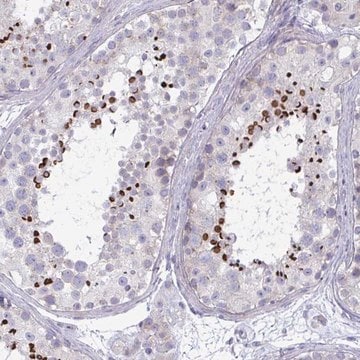 Anti-OXLD1 antibody produced in rabbit Prestige Antibodies&#174; Powered by Atlas Antibodies, affinity isolated antibody, buffered aqueous glycerol solution