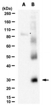 Anti-MLC1 Antibody, clone XB6-AC5