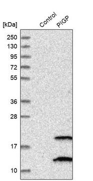 Anti-PIGP antibody produced in rabbit Prestige Antibodies&#174; Powered by Atlas Antibodies, affinity isolated antibody, buffered aqueous glycerol solution