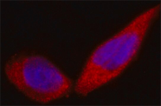 Anti-WDR37 antibody, Mouse monoclonal clone WDR37-9, purified from hybridoma cell culture