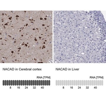 Anti-NACAD antibody produced in rabbit Prestige Antibodies&#174; Powered by Atlas Antibodies, affinity isolated antibody, buffered aqueous glycerol solution