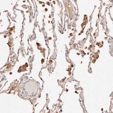 Anti-KIAA1147 antibody produced in rabbit Prestige Antibodies&#174; Powered by Atlas Antibodies, affinity isolated antibody, buffered aqueous glycerol solution