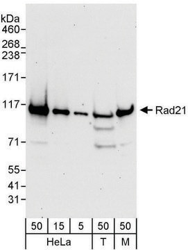 Rabbit anti-Rad21 Antibody, Affinity Purified Powered by Bethyl Laboratories, Inc.