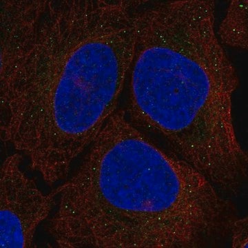 Anti-SRR antibody produced in rabbit Prestige Antibodies&#174; Powered by Atlas Antibodies, affinity isolated antibody