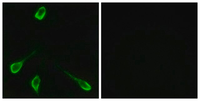 Anti-OR52E4 antibody produced in rabbit affinity isolated antibody