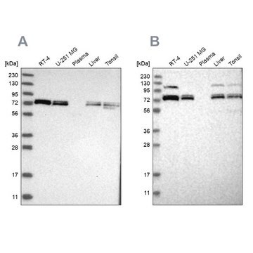 Anti-XPNPEP1 antibody produced in rabbit Prestige Antibodies&#174; Powered by Atlas Antibodies, affinity isolated antibody, buffered aqueous glycerol solution, ab2