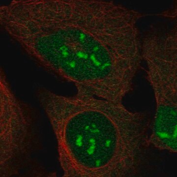 Anti-DUX4 antibody produced in rabbit Prestige Antibodies&#174; Powered by Atlas Antibodies, affinity isolated antibody