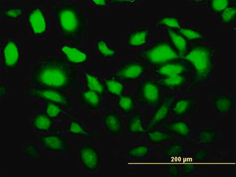 Monoclonal Anti-SLC2A4RG antibody produced in mouse clone 4C10, purified immunoglobulin, buffered aqueous solution