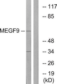 Anti-MEGF9 antibody produced in rabbit affinity isolated antibody