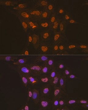 Anti-CDC16 Antibody, clone 7Y1Y10, Rabbit Monoclonal