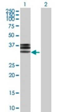 Anti-HPX antibody produced in rabbit purified immunoglobulin, buffered aqueous solution