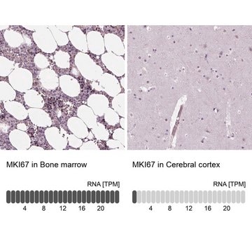 Anti-MKI67 antibody produced in rabbit Ab2, Prestige Antibodies&#174; Powered by Atlas Antibodies, affinity isolated antibody, buffered aqueous glycerol solution