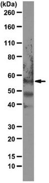 Anti-PAX7 Antibody, clone 2F12H4 clone 2F12H4, from rat