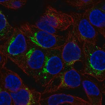 Anti-Arsi Antibody Produced In Rabbit Prestige Antibodies&#174; Powered by Atlas Antibodies, affinity isolated antibody, buffered aqueous glycerol solution