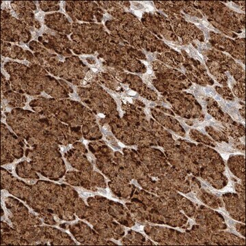 Anti-PHF20 antibody produced in rabbit Prestige Antibodies&#174; Powered by Atlas Antibodies, affinity isolated antibody, buffered aqueous glycerol solution, ab2