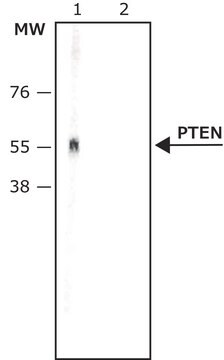 Anti-PTEN antibody produced in rabbit IgG fraction of antiserum, buffered aqueous solution