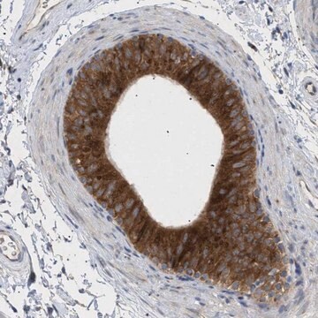 Anti-SLC50A1 antibody produced in rabbit Prestige Antibodies&#174; Powered by Atlas Antibodies, affinity isolated antibody, buffered aqueous glycerol solution