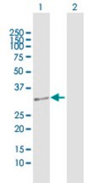 Anti-DUS4L antibody produced in rabbit purified immunoglobulin, buffered aqueous solution